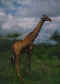 Giraffe.jpg (64860 bytes)