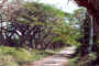 TreelinedRoadMangaia.jpg (82470 bytes)